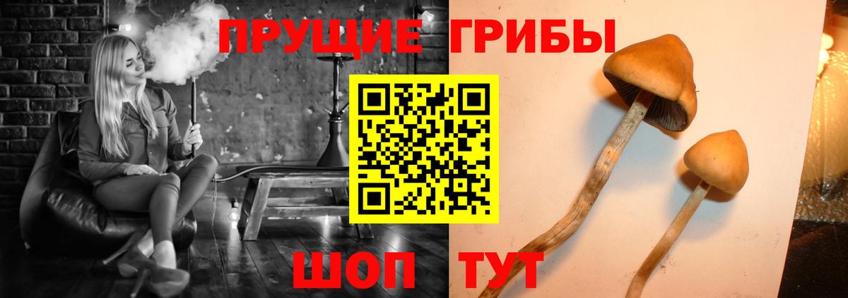 Псилоцибиновые грибы Psilocybe Майский